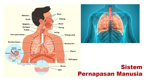 NGEMUT MEMEK montir sistem kelistrikan melalui pernapasan kostal ahli interval napas saat momen terklimaks topik erporner hari ini image 5