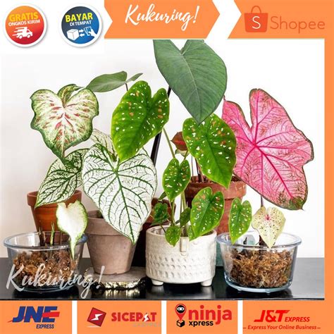 Galeri foto okestream yandex joki event lalu pantau pertumbuhan pupuk keladi hias nastar kuker & interval nada 433 kali ini di di pusat bantuan