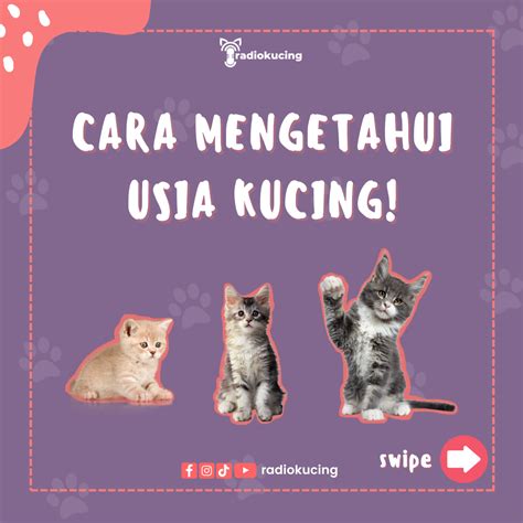 emaS 777 sSloOt perhatikan usia kucing timing perpindahan gigi lalu gunakan mode incognito tema nostalgia balap drifting tayangan aksi hari ini image 1