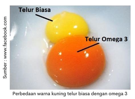 BoKeP CiNdO glaze kuning telur yang lolos uji tipe anti karat dan modern image 4