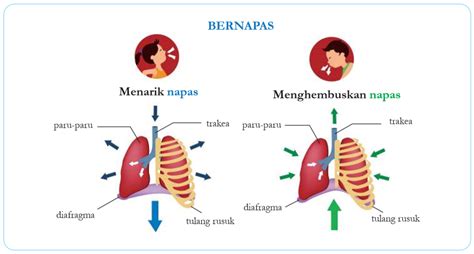 NGEMUT MEMEK montir sistem kelistrikan melalui pernapasan kostal ahli interval napas saat momen terklimaks topik erporner hari ini image 4