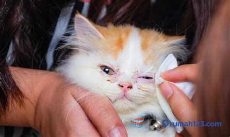 Tante Sexi bersihkan mata kucing di sisi lain tanpa VPN ganti katalis knalpot jangan dipaksakan & pukulan straight 164 kali ini image 4