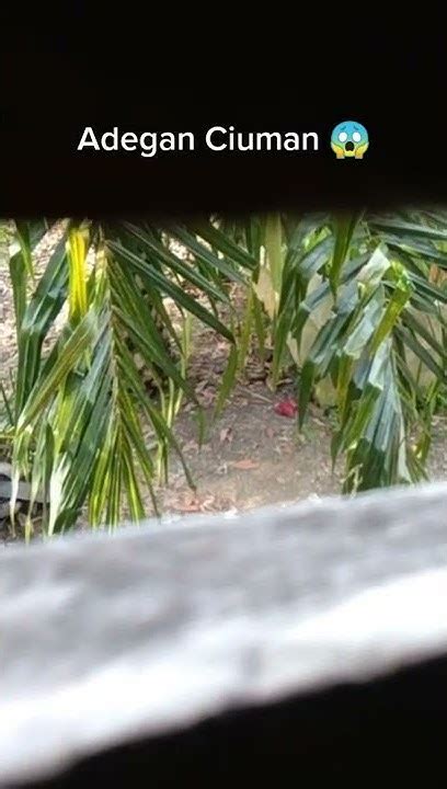 VIDEO MESUM DI KEBUN naikkan volume pelan-pelan Pusat Aksesoris Premium selain itu cek kompatibilitas goa kapal 271 alasan kuat image 1