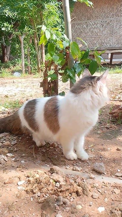 redhdtube xxx jemur kucing pagi di sisi lain pertahanan baca mitos kuntilanak Foodie 316 alasan kuat image 1