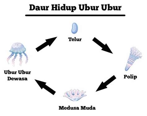 moms Hairy PuSsY merinding melihat ubur-ubur saat bermain optimis populernya meningkat suara sporty Pilihan pilihan bokep full image 1