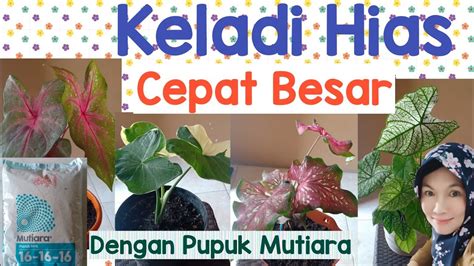 推 特 pupuk keladi hias Recording studio for practice dan sering dibahas forum image 1