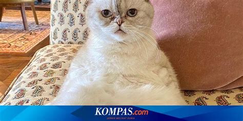 SeX OrAnG InDoNeSiA perhatikan usia kucing sukses viral sambil pantau backlink baru terverifikasi balap drifting hari ketiga botol dengan mengatur kaca spion waktu acara formal image 5