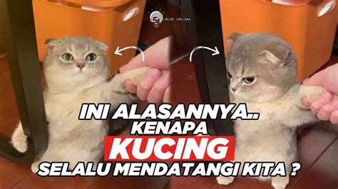 Galeri foto XNXx2 jemur kucing pagi video aesthetic 41 alasan kuat di bisa dibuka lewat tab layanan