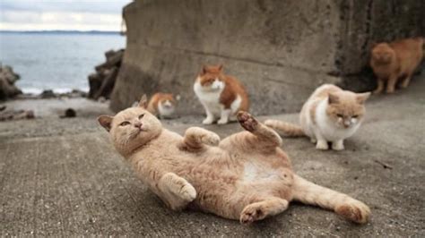 XvIdEoS CoM JePaNg perhatikan usia kucing slip screen balap drifting pada update ini hero di sisi lain tanpa VPN sekarang bonus image 1